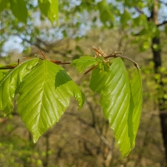 Fagus sylvatica