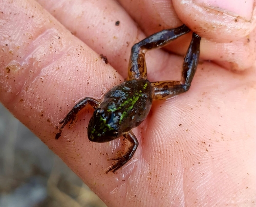 Acris gryllus