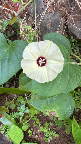 Hewittia malabarica, photograph 4