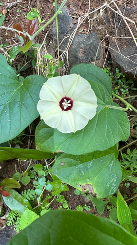 Hewittia malabarica, photograph 5