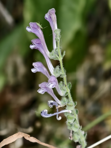 Scutellaria columnae