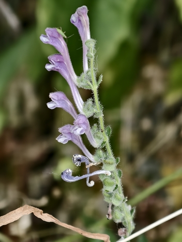 Scutellaria columnae, photograph 2