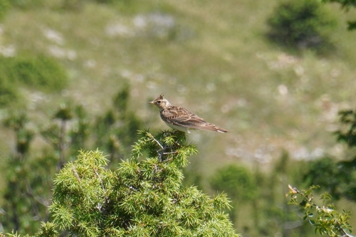 Eurasian Skylark