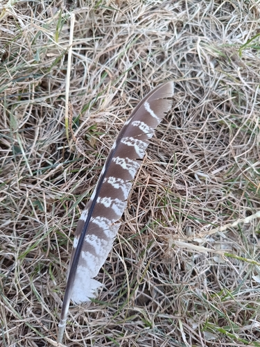 Plume de Faisan de Colchide