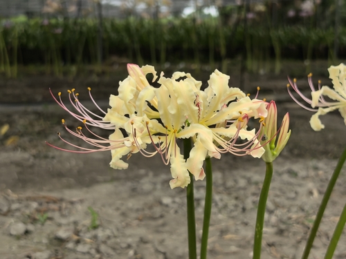 Lycoris straminea