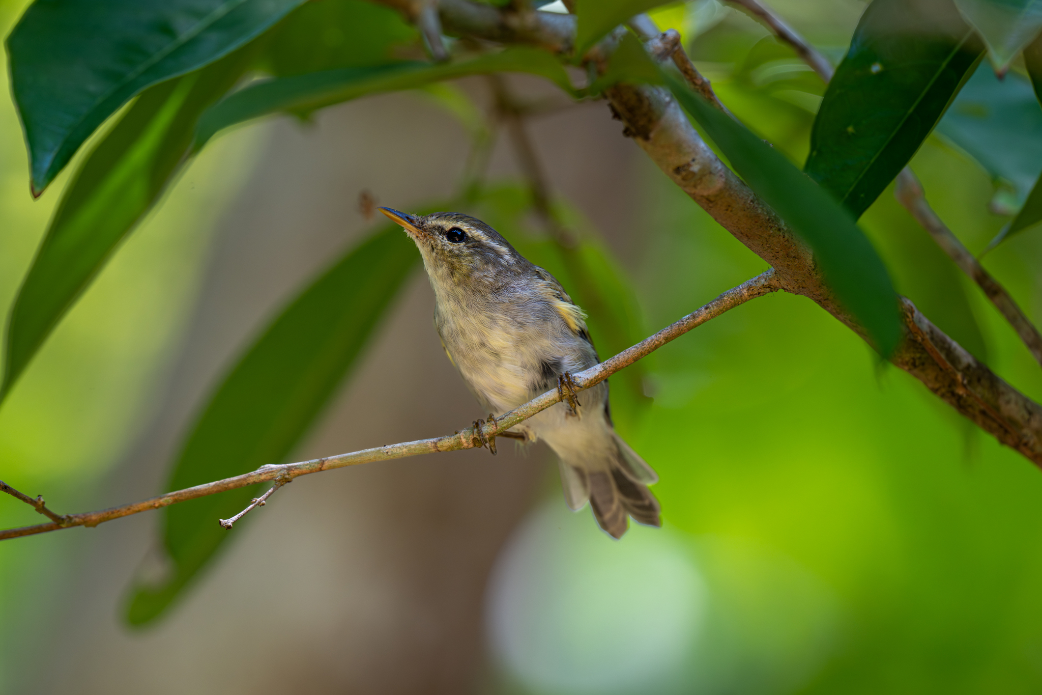 Two-barred Warbler (Phylloscopus plumbeitarsus), photo 1
