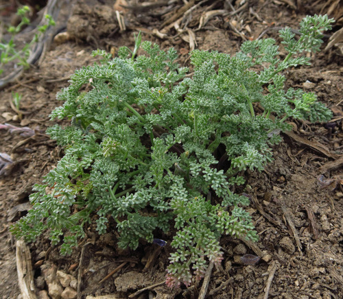 Lomatium foeniculaceum observed 2026-06-08