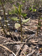 Reynoutria japonica