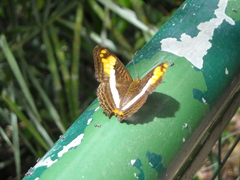Adelpha malea goyama