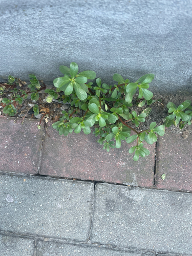 Common Purslane