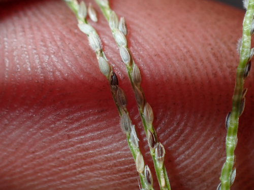 Digitaria violascens observed 2026-06-27