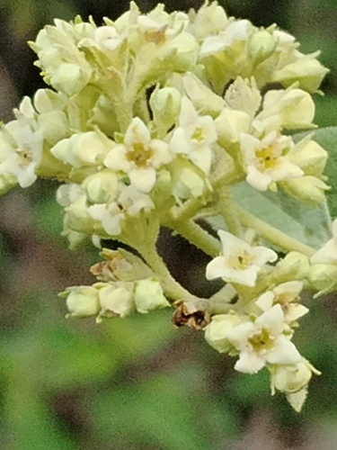 Buddleja parviflora, photograph 3