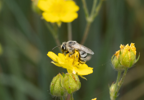 Colletes phaceliae