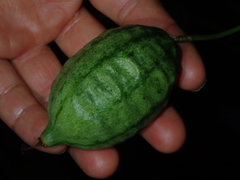 Thladiantha punctata