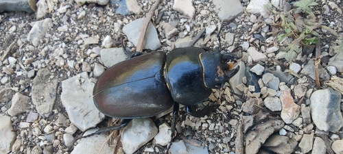 European Stag Beetle