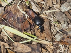 Scaphinotus interruptus