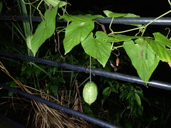 Thladiantha punctata