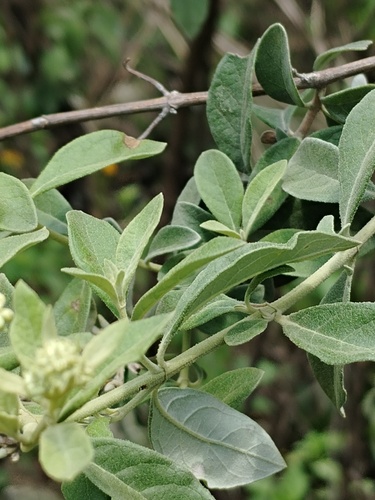 Buddleja parviflora, photograph 2