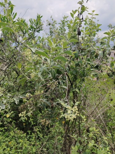 Buddleja parviflora