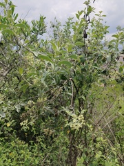 Buddleja parviflora