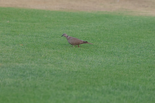 Eurasian Collared-Dove