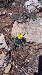 Takhtajaniantha crispa