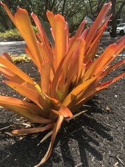 Aechmea blanchetiana
