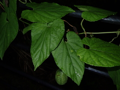 Thladiantha punctata