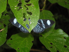 Hypocrita fenestraria