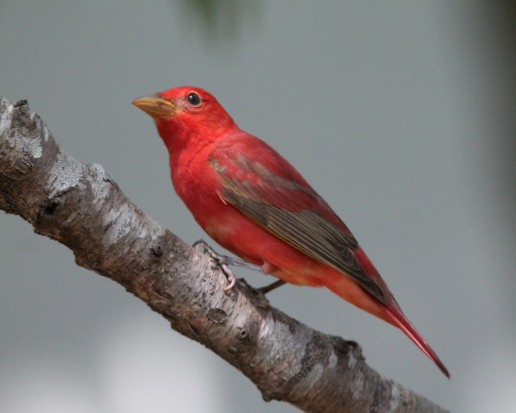 Piranga roja (Piranga rubra) · NaturaLista Colombia