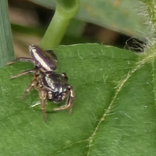 Pelegrina flavipes photo 5