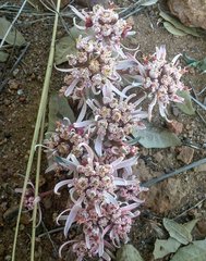 Euphorbia radians
