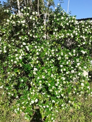 Myrtus