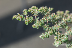 Euphorbia amplexicaulis