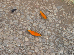 Dryas iulia alcionea