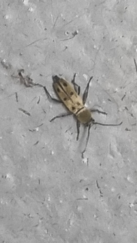 Chlorophorus glabromaculatus