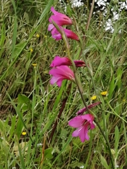 Gladiolus italicus