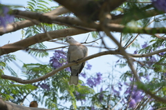 Streptopelia decaocto