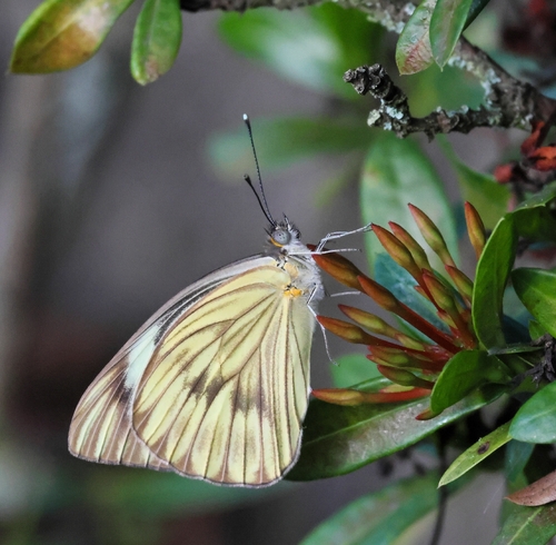 Great Southern White