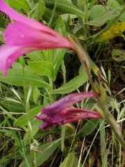 Gladiolus italicus