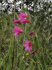 Gladiolus italicus
