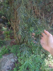 Podocarpus parlatorei, photograph (c) Marcos Gramaglia, some rights reserved (CC BY)