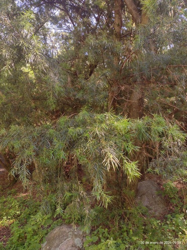 Podocarpus parlatorei, photograph 1