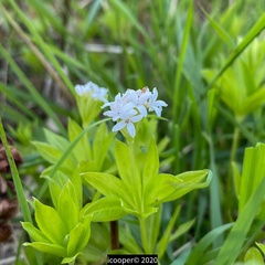 Galium odoratum