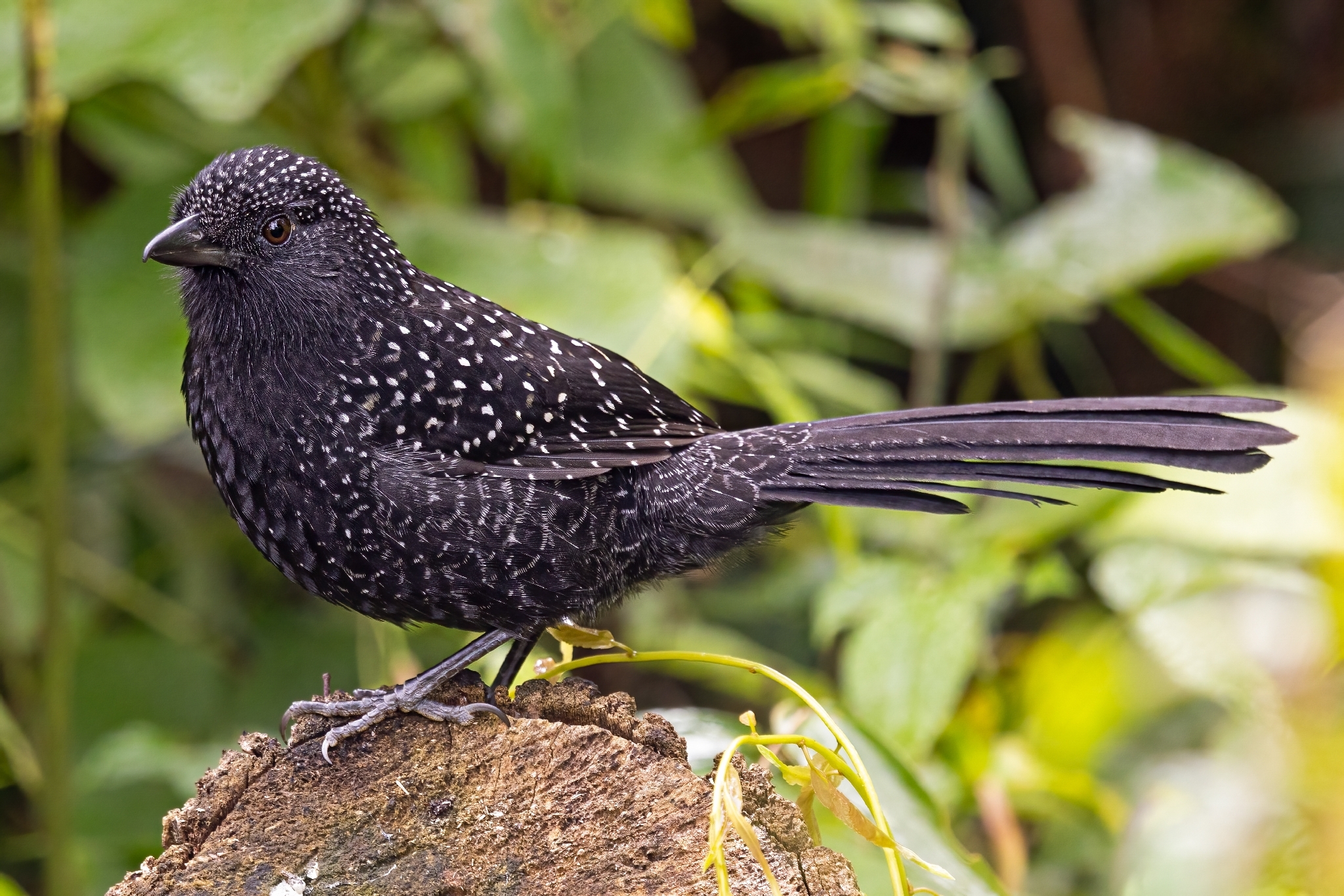 Large-tailed Antshrike (Mackenziaena leachii), photo 2