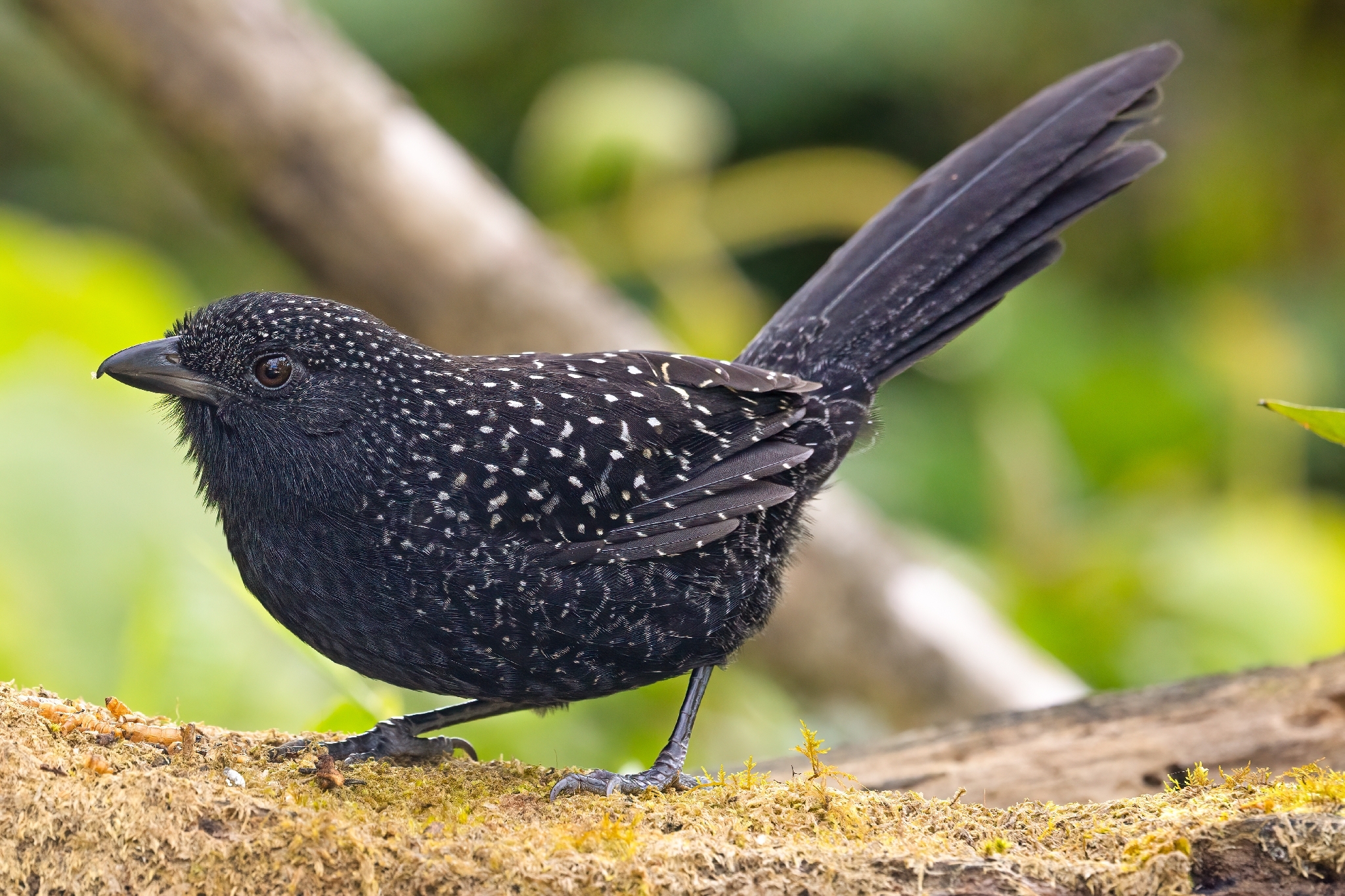 Large-tailed Antshrike (Mackenziaena leachii), photo 3