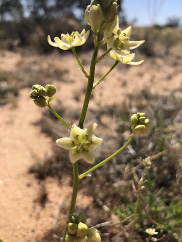 Desert deathcamas (Toxicoscordion brevibracteatum)