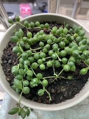 Curio rowleyanus