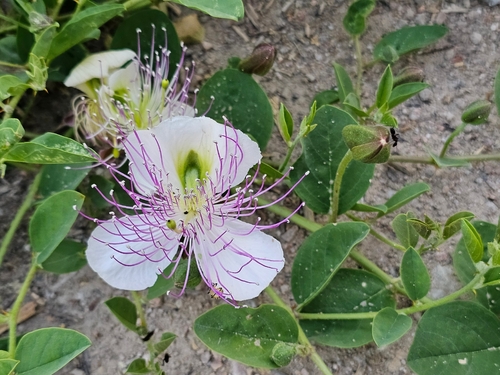 Caper Bush