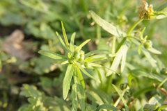 Ranunculus auricomus
